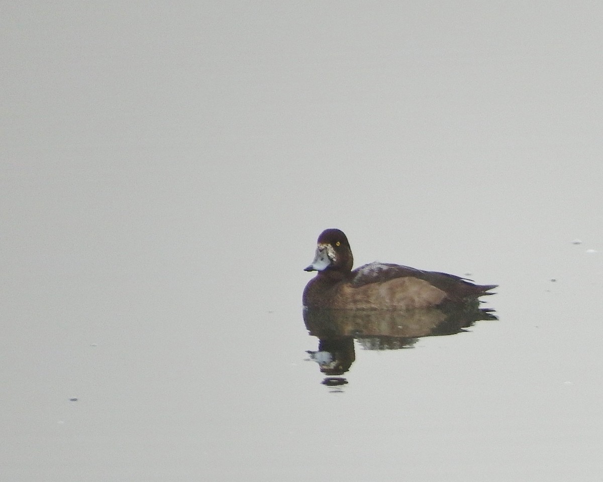 Greater Scaup - Rene Laubach