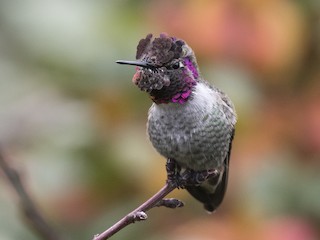  - Anna's Hummingbird