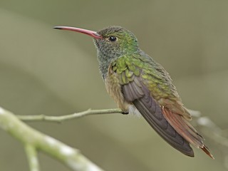  - Buff-bellied Hummingbird