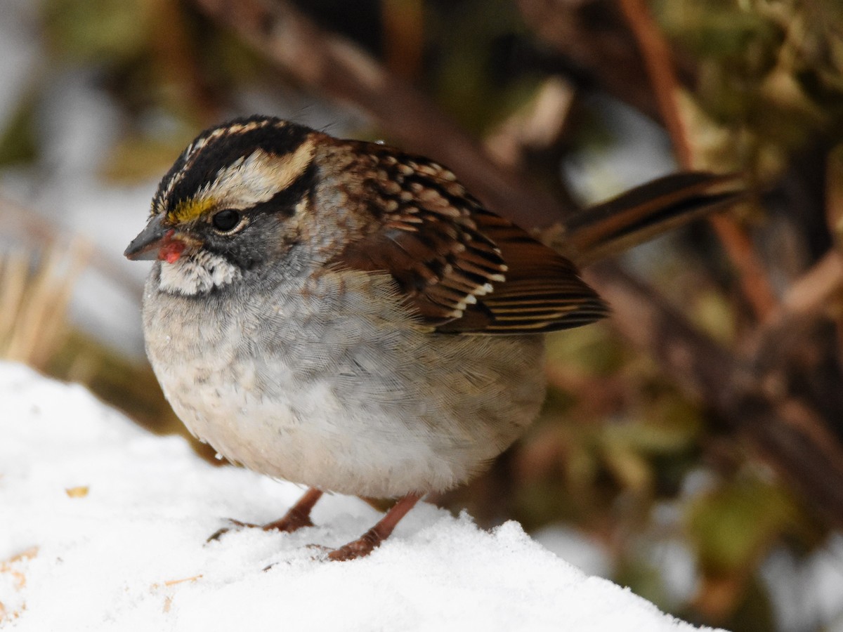 White-throated Sparrow - ML188918281