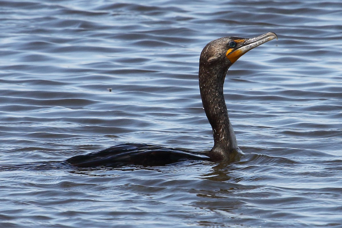 Double-crested Cormorant - gord smith
