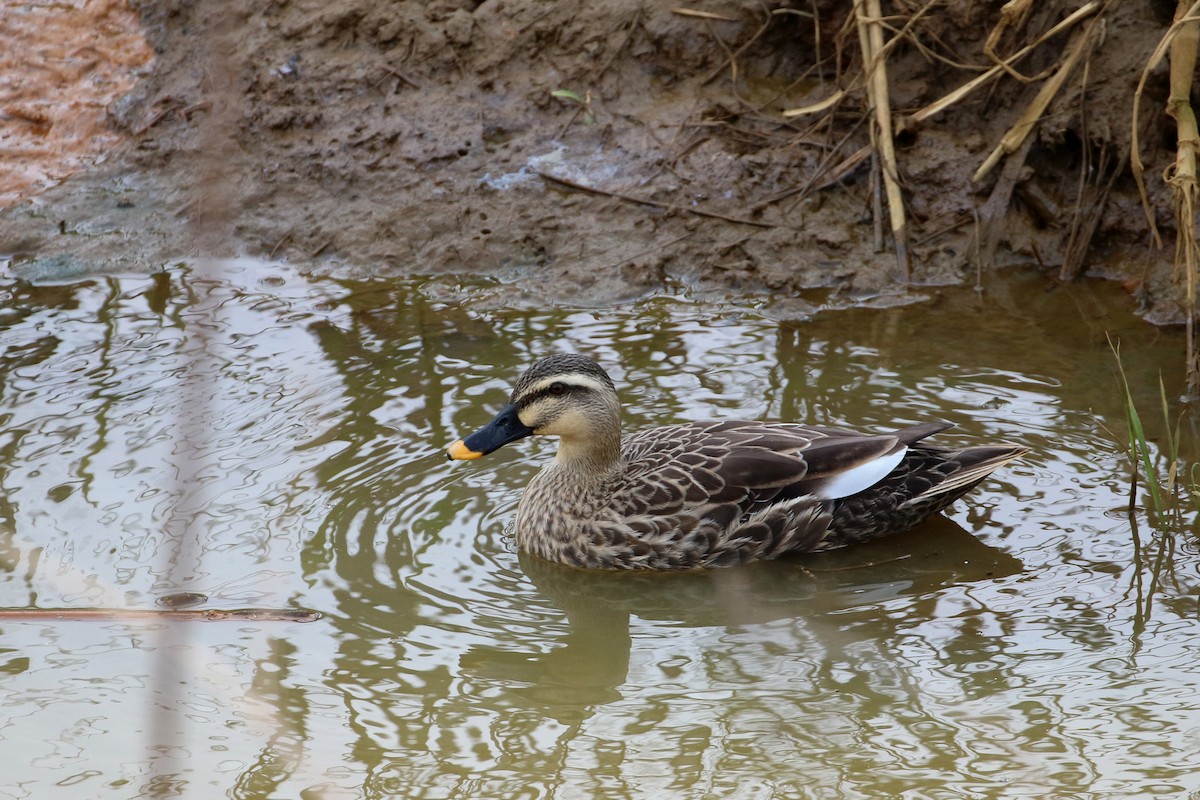 Eastern Spot-billed Duck - ML188920901