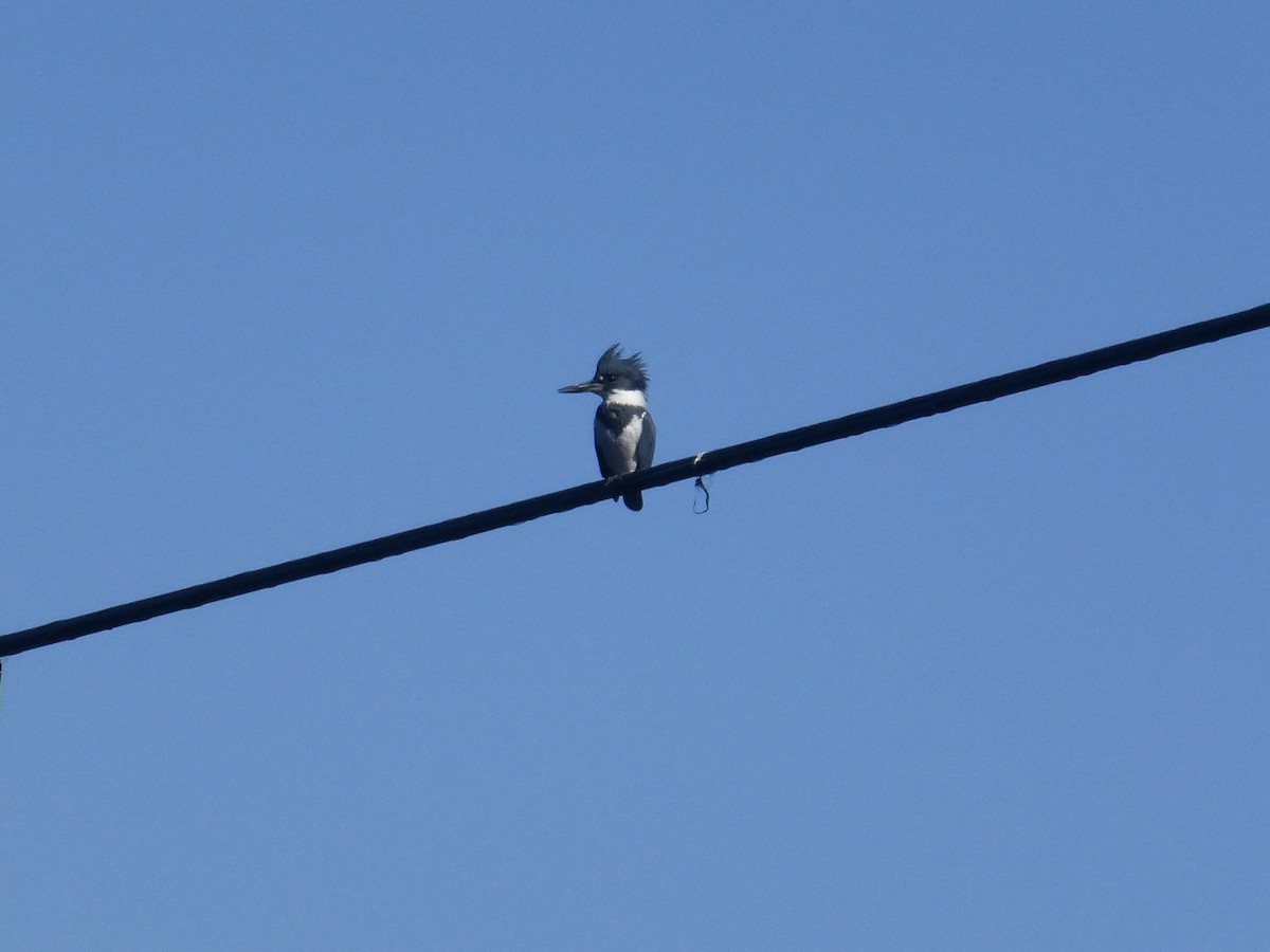 Belted Kingfisher - ML188923831
