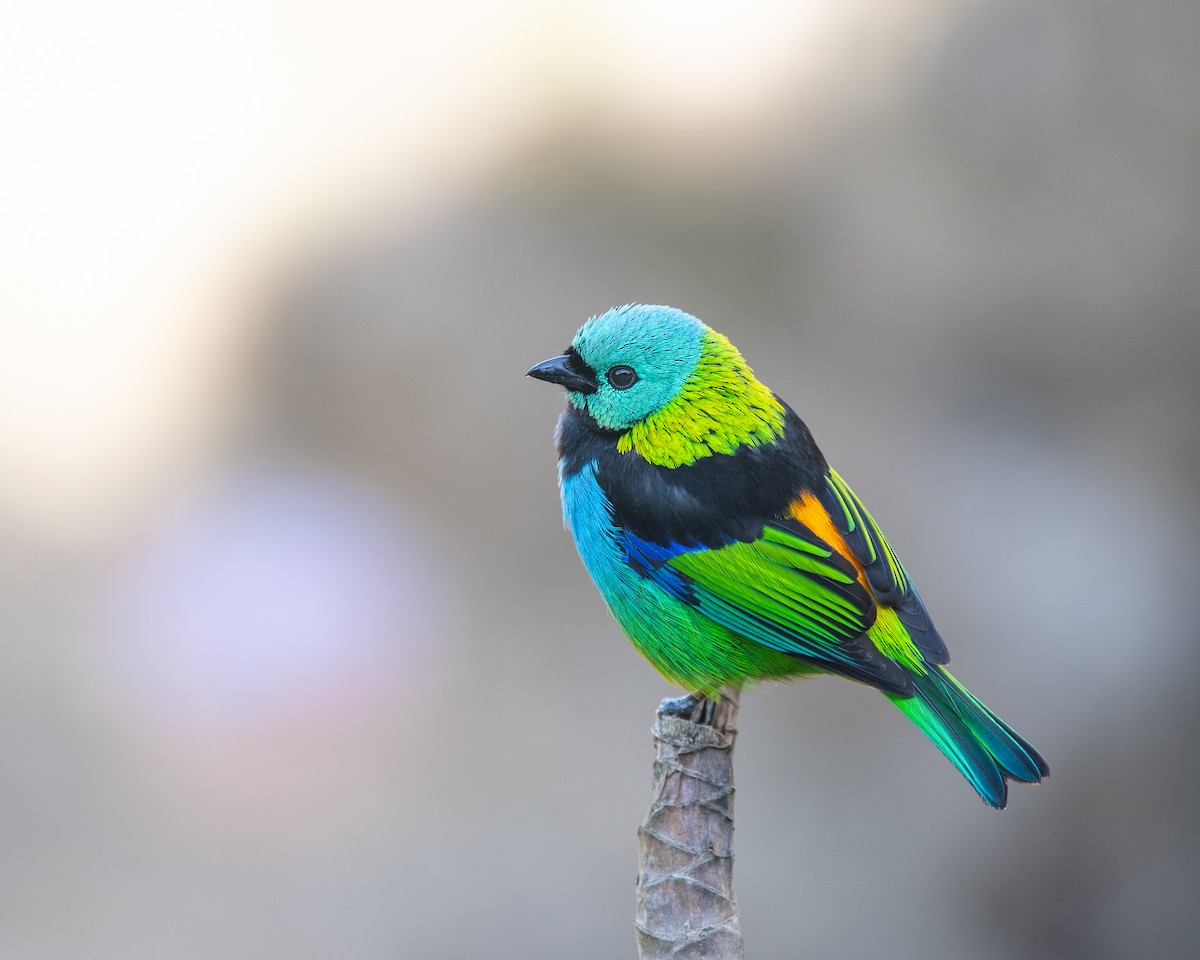 Green-headed Tanager - ML188924371