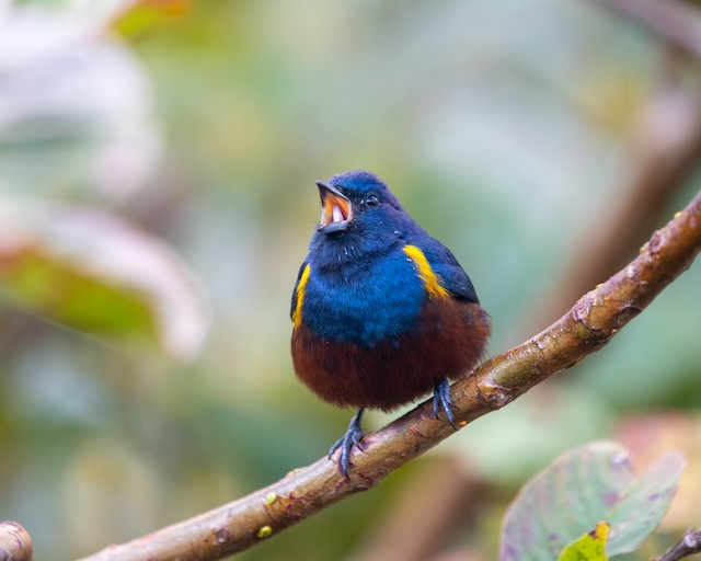 A. Three egg clutch of Chestnut-bellied Euphonia (Euphonia pectoralis)