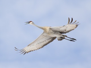 Sandhill cranes (Antigone Canadensis) - Life History and More