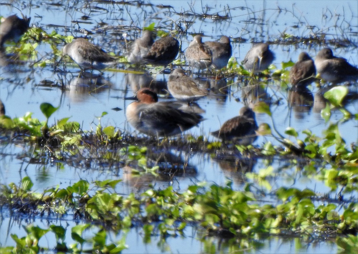 Green-winged Teal - Sharon Wilcox