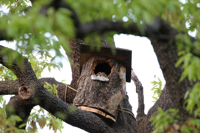 Nest boxes can compensate for bird nesting sites lost due to creation of “managed forests”. - Ural Owl - 