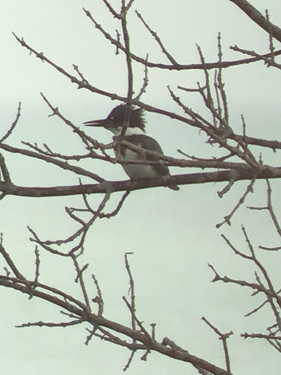 Belted Kingfisher - ML188928011