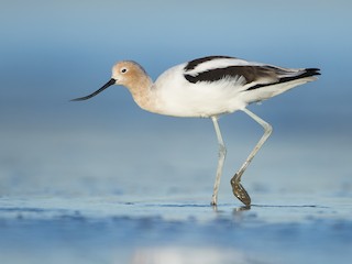  - American Avocet