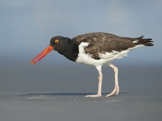  - American Oystercatcher