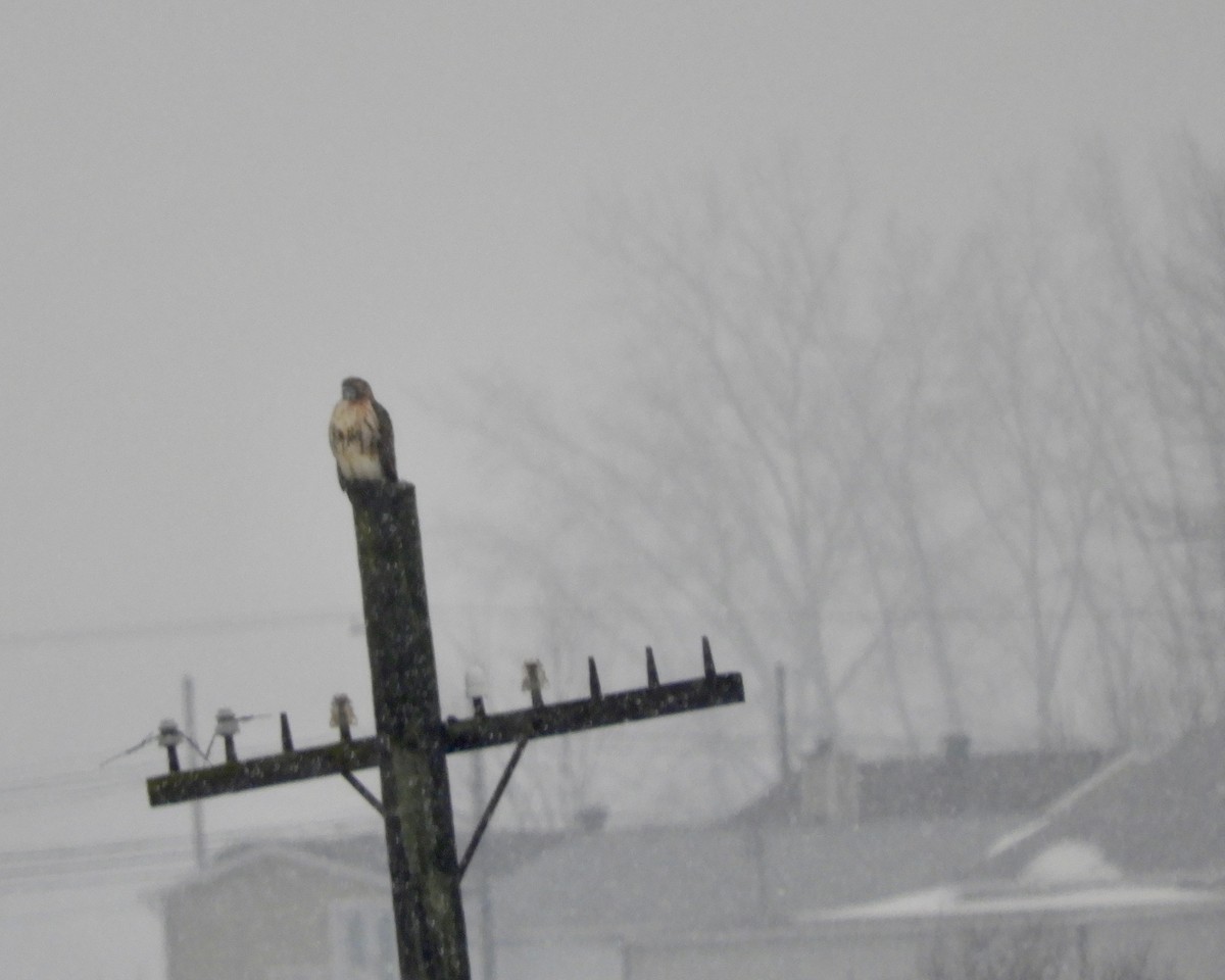 Red-tailed Hawk - ML188929021