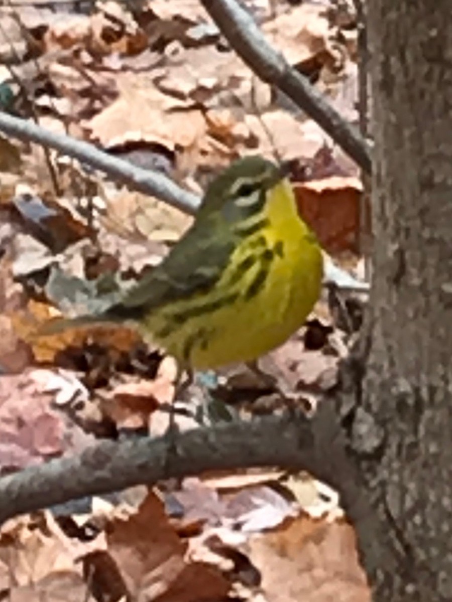 eBird Checklist - 20 Nov 2019 - IU Bloomington Campus--Dunn's Woods - 1 ...