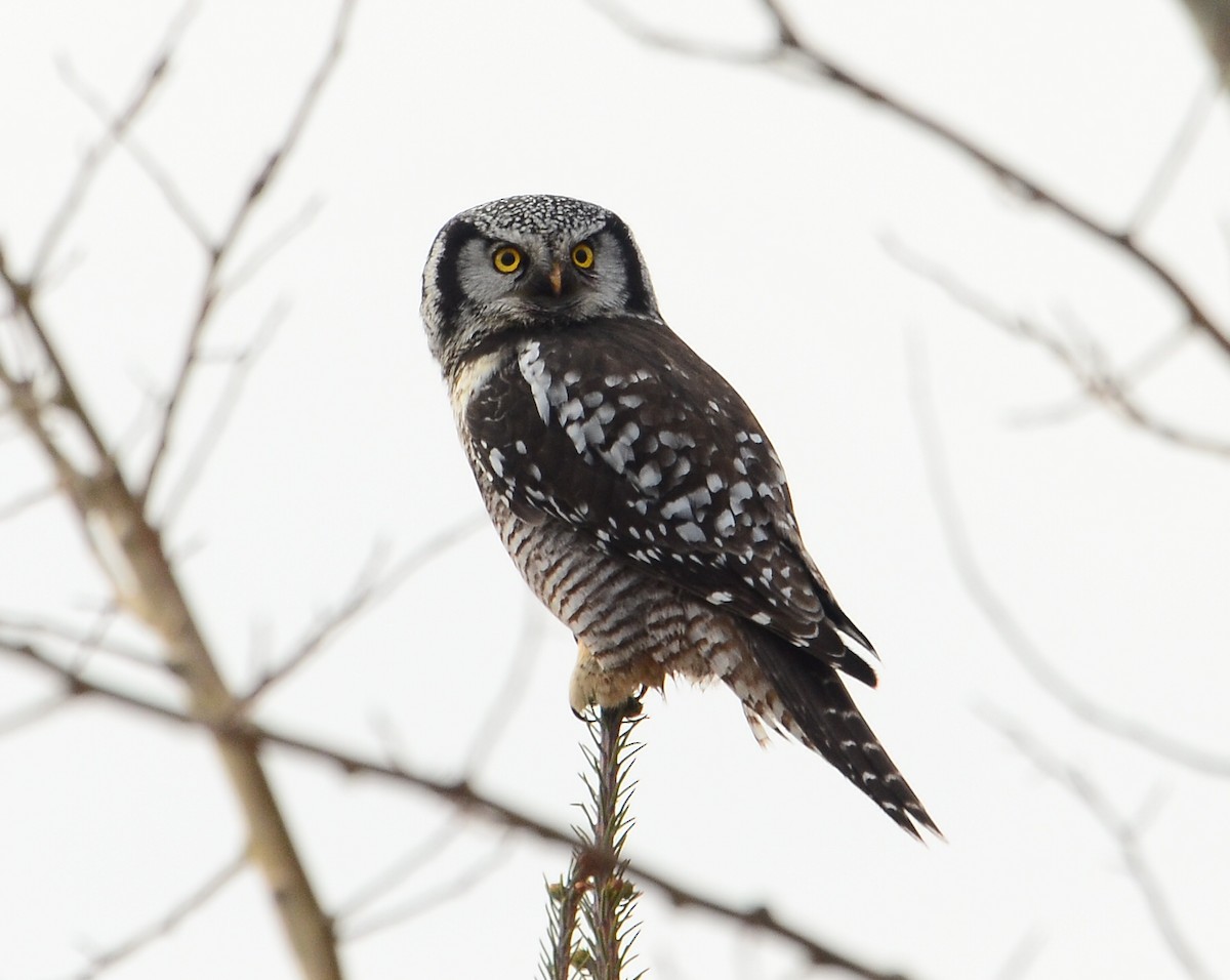 Northern Hawk Owl - ML188929491