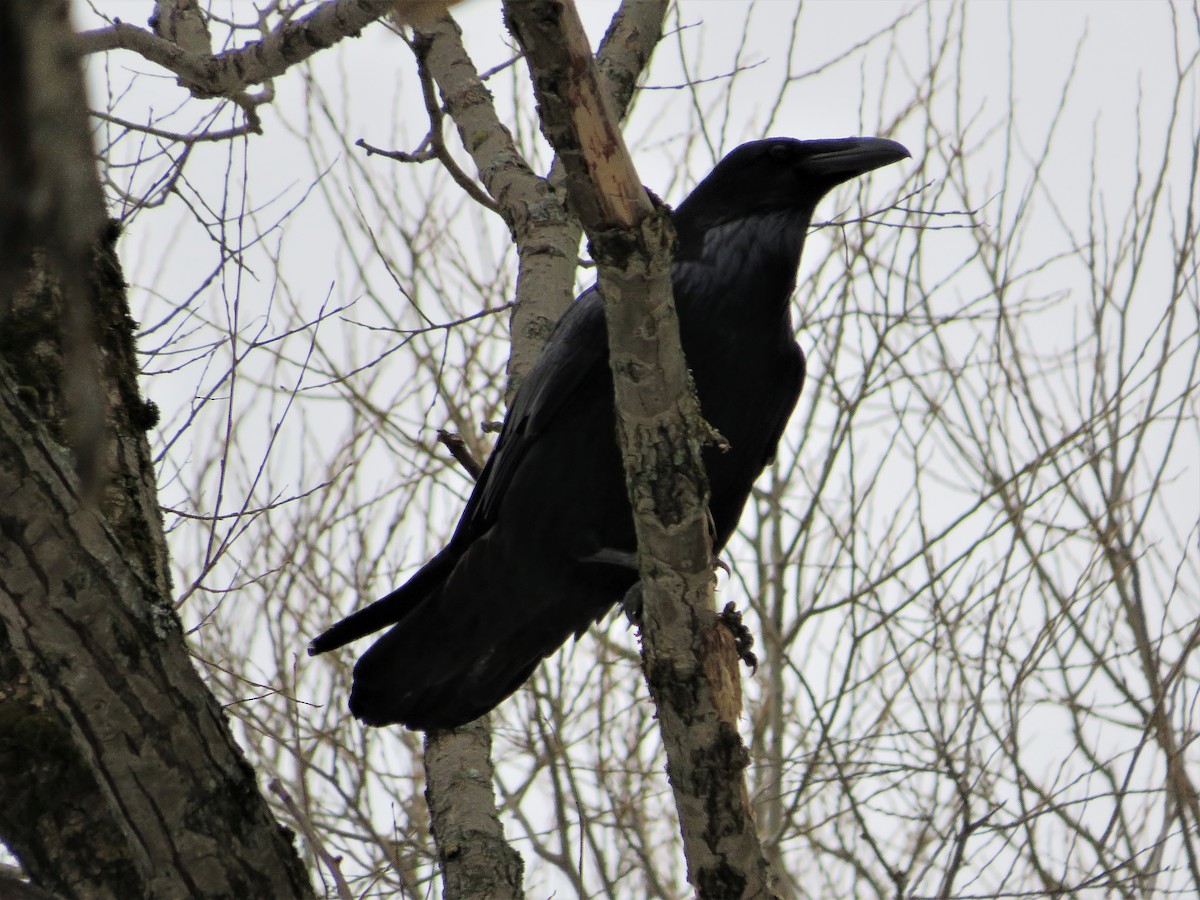 Common Raven - Francois Cloutier