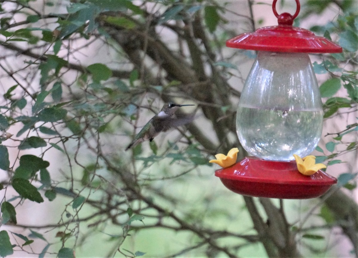 Black-chinned Hummingbird - ML188933181