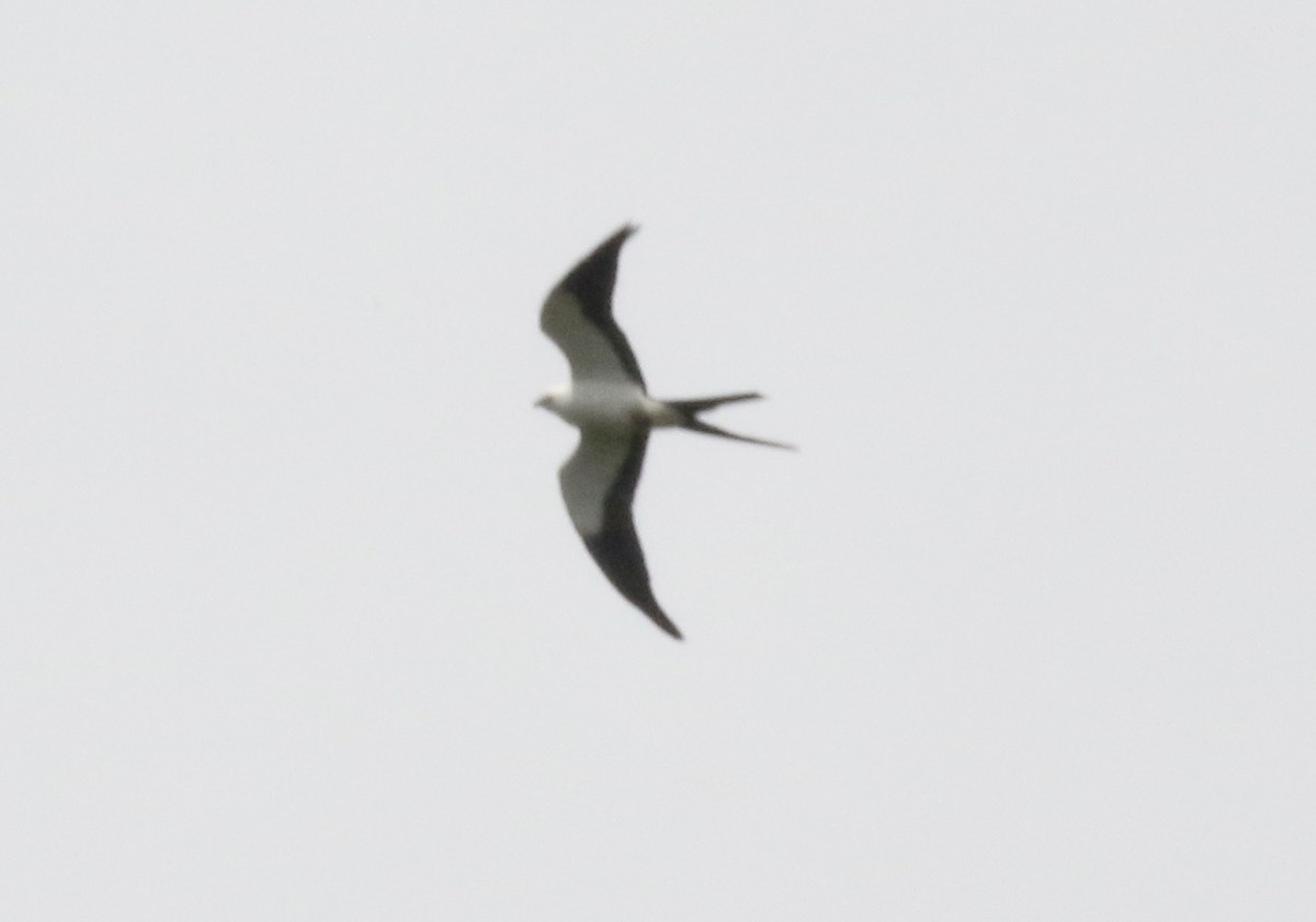 Swallow-tailed Kite - ML188933991