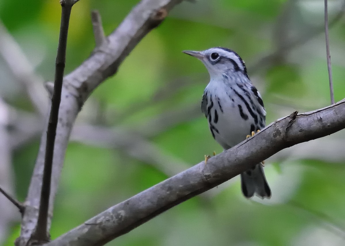 Black-and-white Warbler - ML188935531