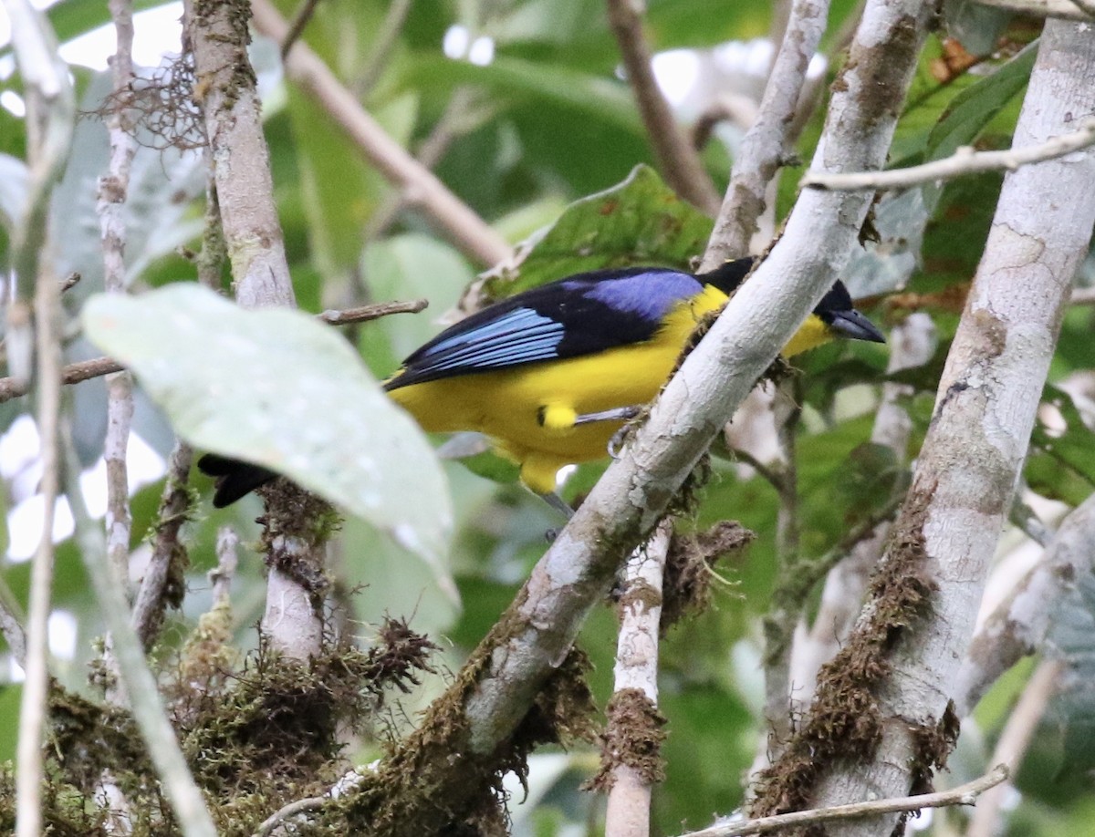 Blue-winged Mountain Tanager - ML188935561