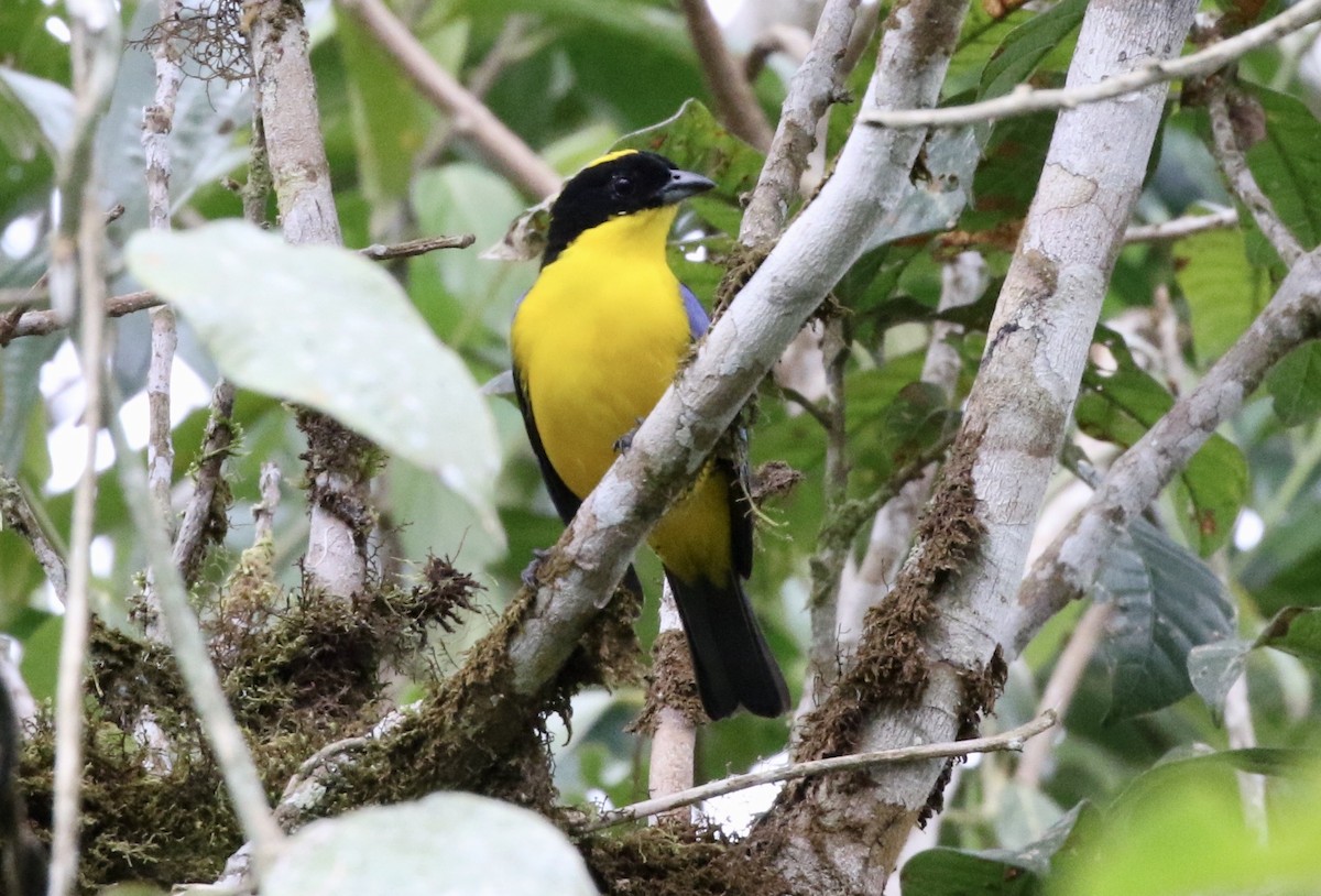 Blue-winged Mountain Tanager - ML188935571
