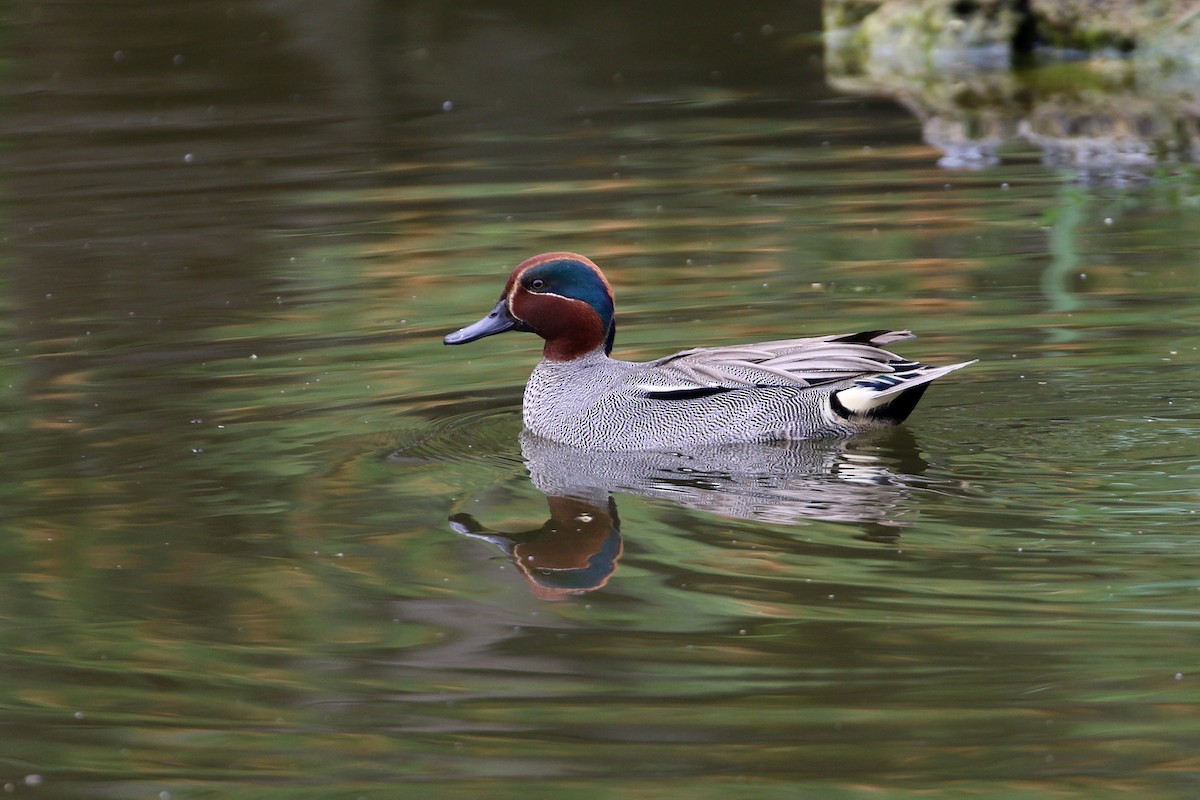 Green-winged Teal - ML188935611