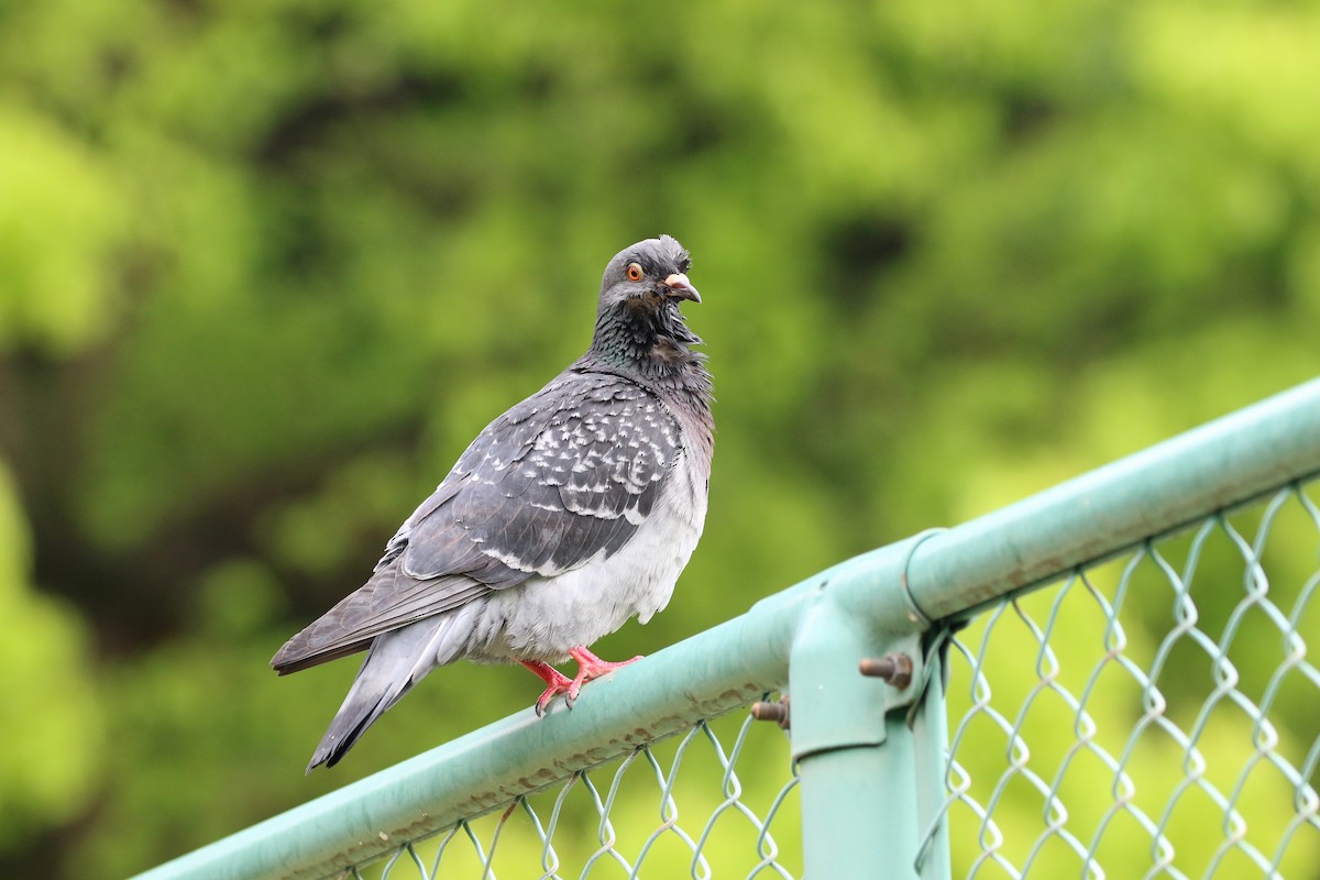 Rock Pigeon (Feral Pigeon) - ML188935681