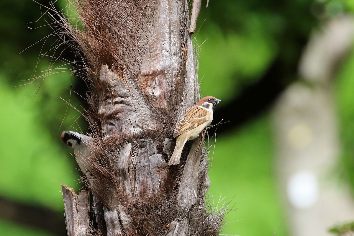 Eurasian Tree Sparrow - ML188935881