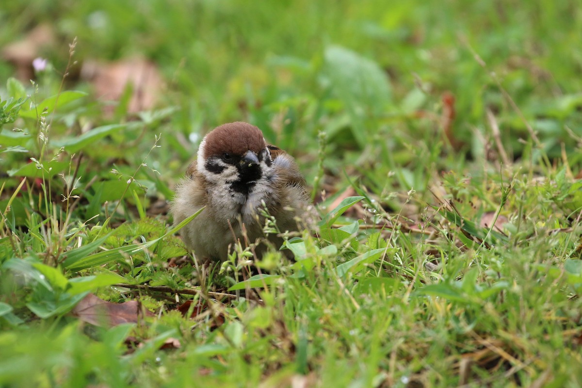 Eurasian Tree Sparrow - ML188935891