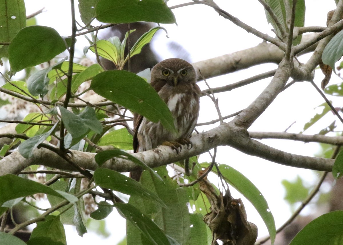 Ferruginous Pygmy-Owl - ML188936001