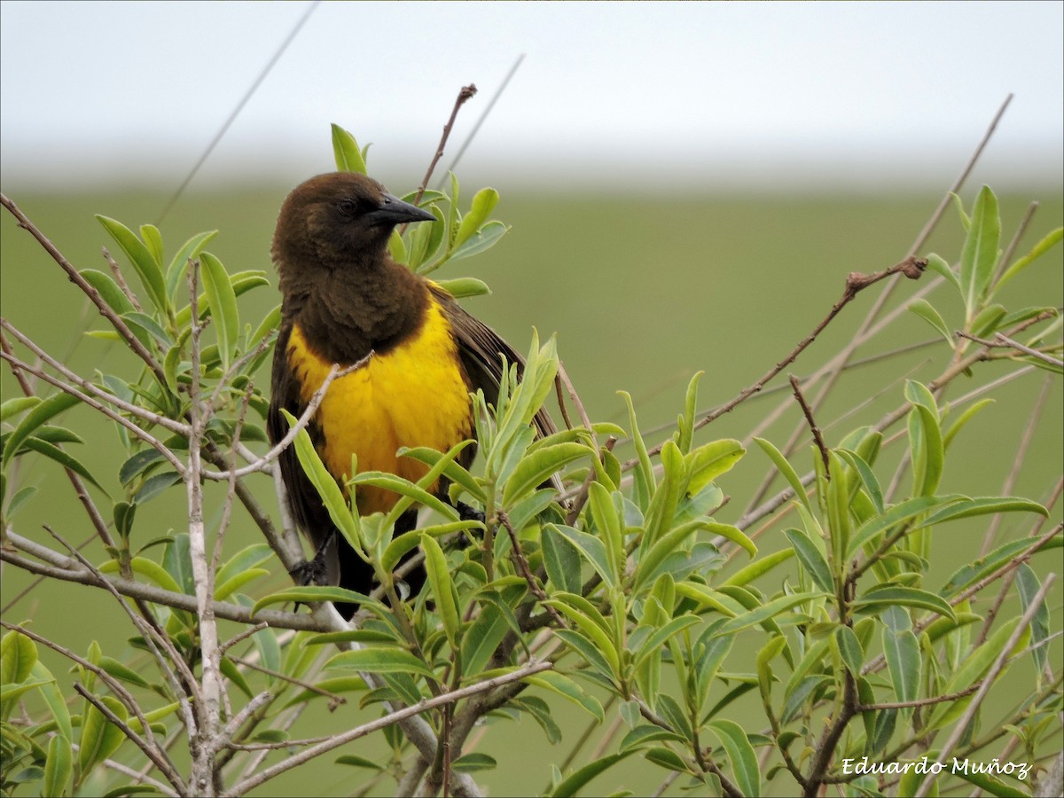 Brown-and-yellow Marshbird - Hermann Eduardo Muñoz