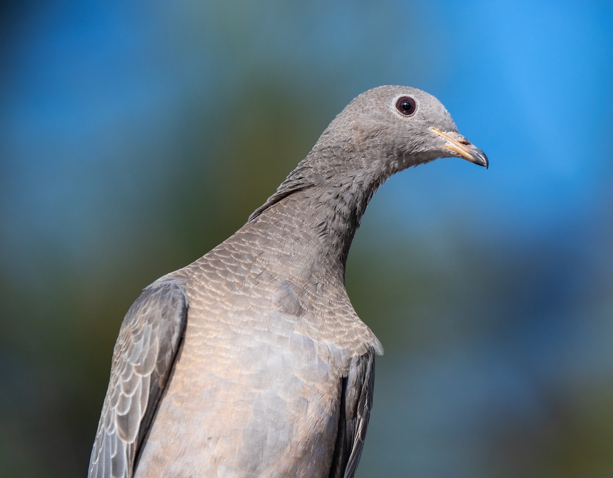 Band-tailed Pigeon - Mel Senac