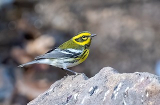 Townsend's Warbler