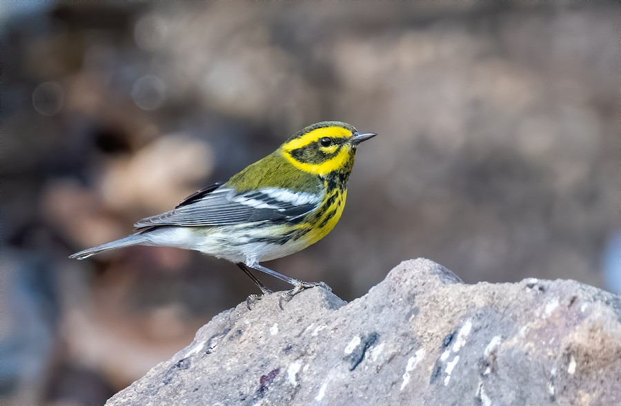 Townsend's Warbler