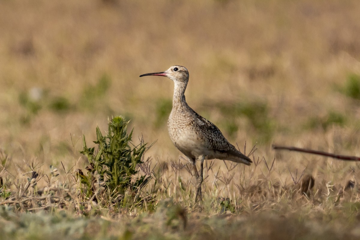Little Curlew - ML188948121