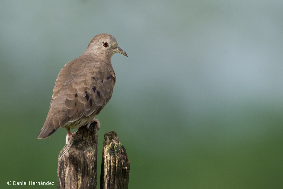Plain-breasted Ground Dove - ML188948931