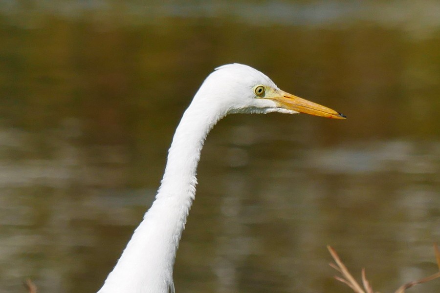 Medium Egret - Anonymous