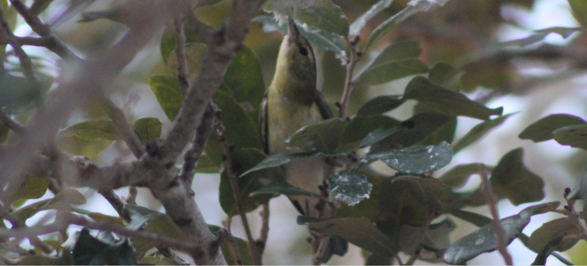 Tennessee Warbler - Mikie Green
