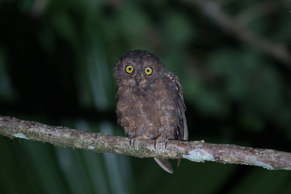 Simeulue Scops-Owl - Ross Gallardy