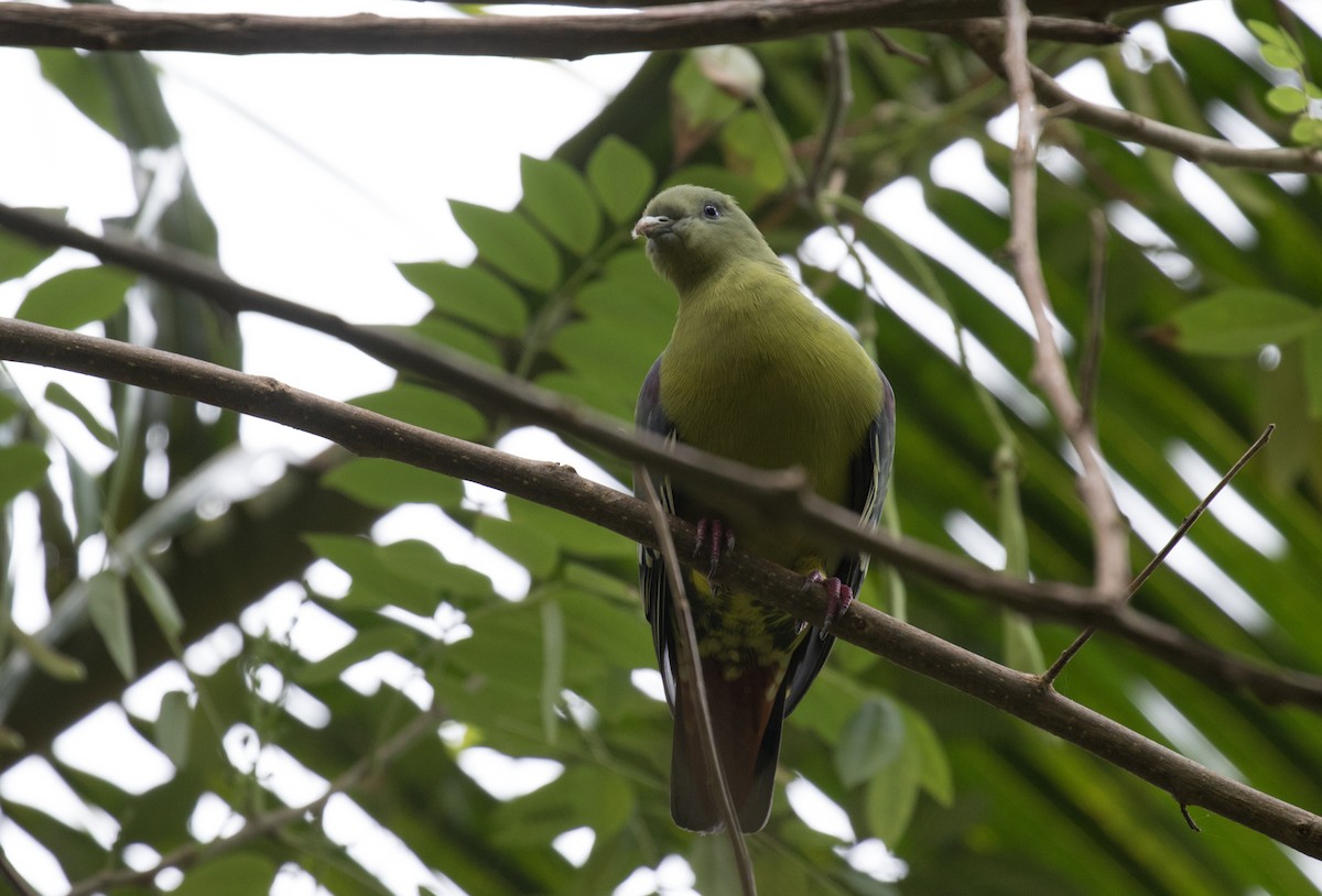 Коморский зелёный голубь - ML188953351