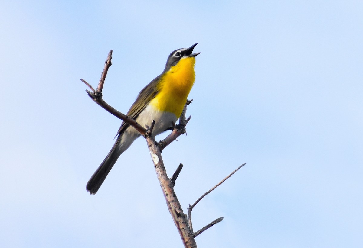Yellow-breasted Chat - ML188955351