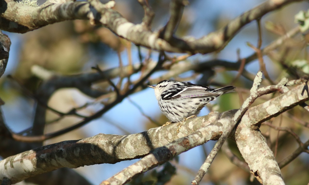 Black-and-white Warbler - ML188957451