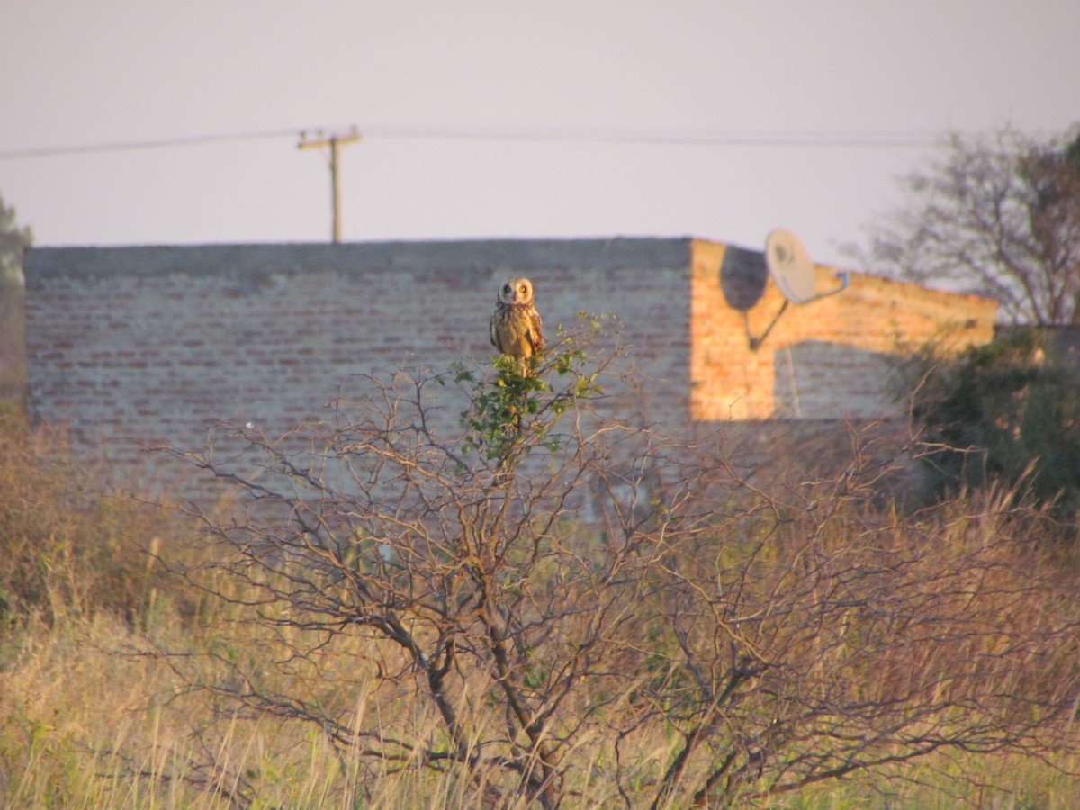 Short-eared Owl - ML188957521