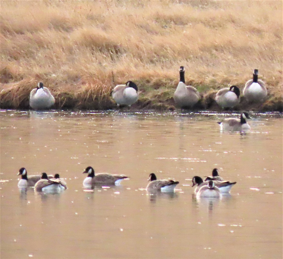 eBird Checklist 19 Nov 2019 Broadview Pond 12 species