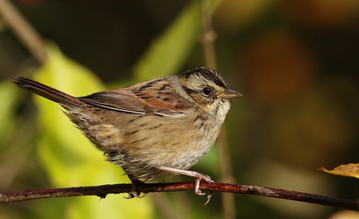Swamp Sparrow - Matthew Eckerson