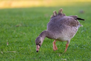 Greater White-fronted Goose, ML188961271