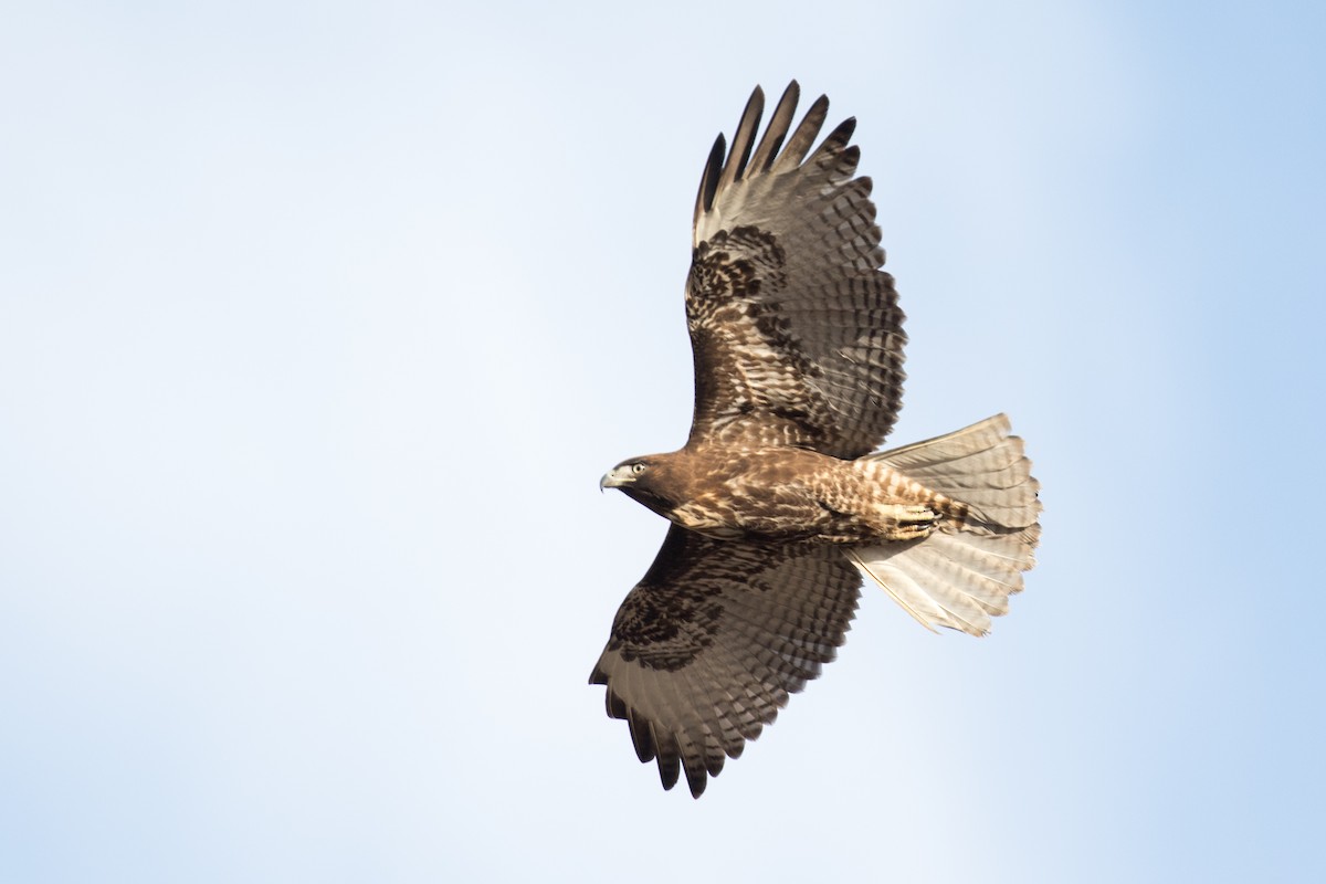 Red-tailed Hawk (calurus/alascensis) - Garrett Lau