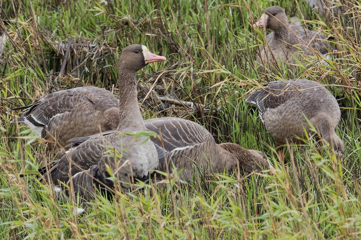 Greater White-fronted Goose (Eurasian) - Vincent Wang