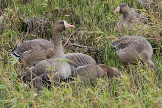 Greater White-fronted Goose (Eurasian), ML188964751
