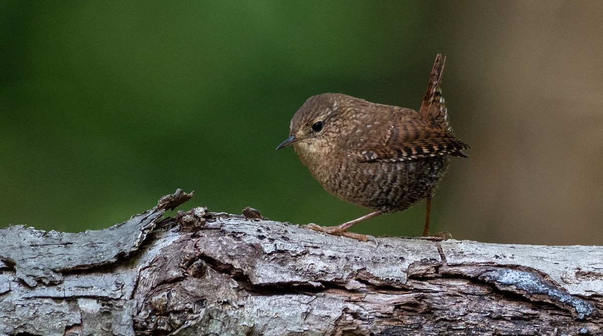 ML188970561 - Winter Wren - Macaulay Library