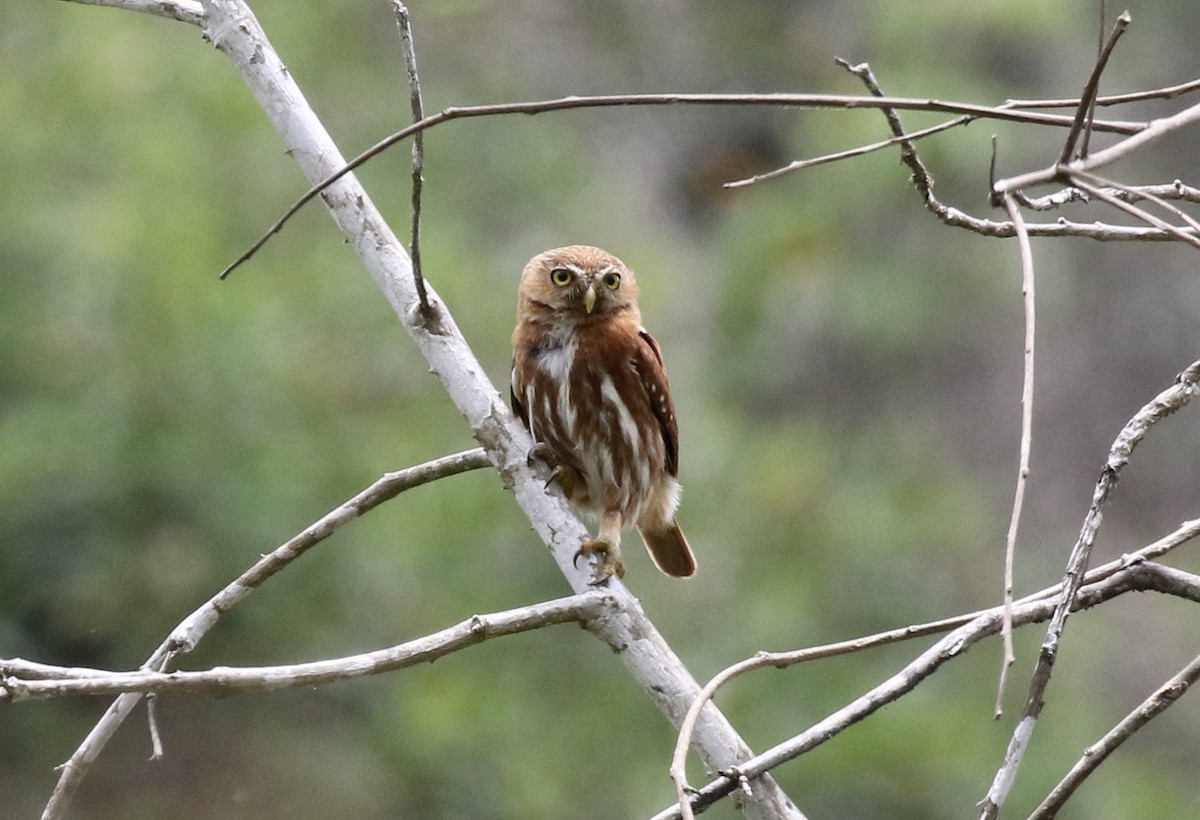 Ferruginous Pygmy-Owl - ML188971371